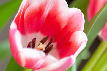 Fototapeta na wymiar Bezauberndes weiß-rosa-rotes Tulpenblüten-Ensemble in der Nahaufnahme als Geschenk für liebe Menschen