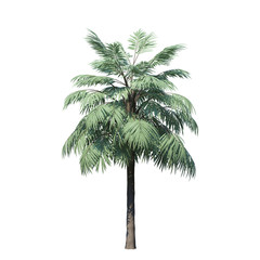 Obraz premium single tree on white background, 3d rendering,clipping path