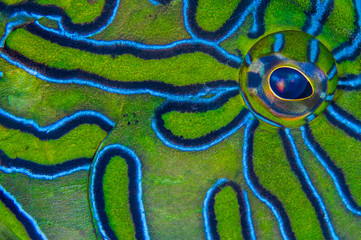 Close up of eye and skin of giant hawkfish