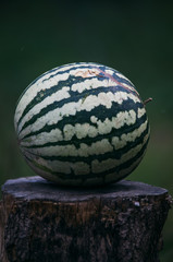 watermelon on a stump