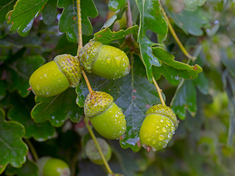 Sessile oak leaves and acorns on tree