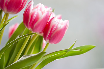Fototapeta premium Bezauberndes weiß-rosa-rotes Tulpenblüten-Ensemble in der Nahaufnahme als Geschenk für liebe Menschen