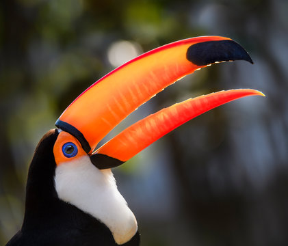 Close up of toco toucan