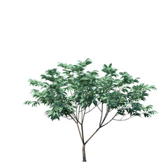 Obraz premium single tree on white background, 3d rendering,clipping path