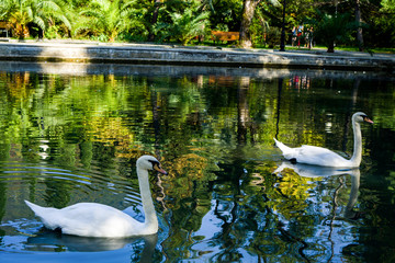 Two white swans swimming in a pond