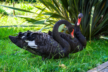 Two black swans eating grass