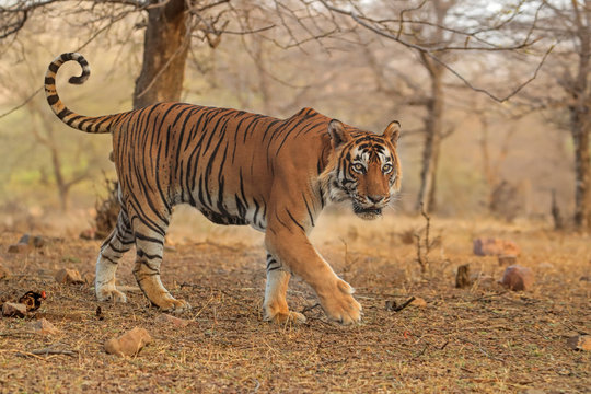Bengal tiger at Ranthambore National Park