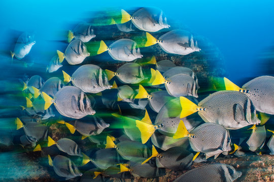 School of yellowtail surgeonfish swimming in sea