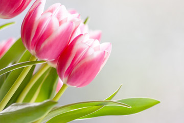 Bezauberndes weiß-rosa-rotes Tulpenblüten-Ensemble in der Nahaufnahme als Geschenk für liebe Menschen