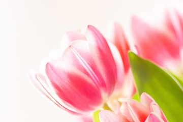 Obraz na płótnie Canvas Bezauberndes weiß-rosa-rotes Tulpenblüten-Ensemble in der Nahaufnahme als Geschenk für liebe Menschen