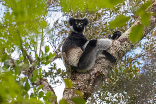 Indri sitting on tree branch