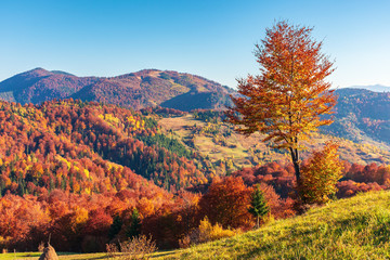 mountainous countryside in autumn. rural fields on grassy hills. trees in fall foliage. wonderful sunny weather in evening. huge lonely tree on the slope