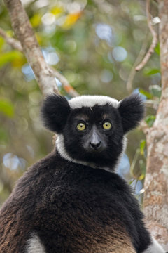 Portrait of indri lemur sitting on branch