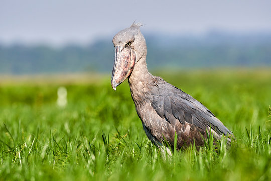Shoebilled stork standing in swamp