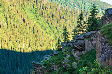 coniferous trees on the rocky slope. wonderful nature scenery of fagaras mountains on summer morning. discover romania concept