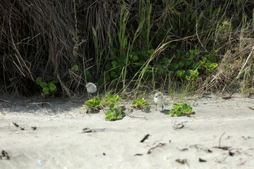 Dotterel Maoriregenpfeifer Neuseeland