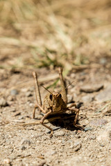 Saltamontes en la tierra 