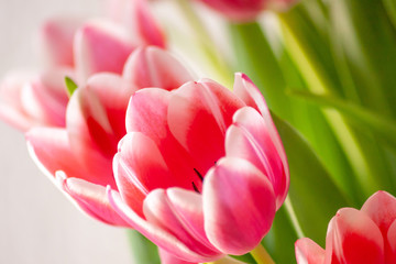 Obraz na płótnie Canvas Bezauberndes weiß-rosa-rotes Tulpenblüten-Ensemble in der Nahaufnahme als Geschenk für liebe Menschen