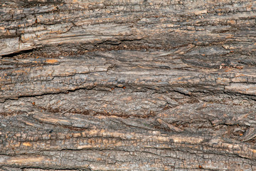 Bark of an oak tree as background with fire beetle