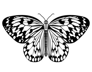 Butterfly, monochrome drawing in black and white, isolated tropical butterfly on white background, vector illustration