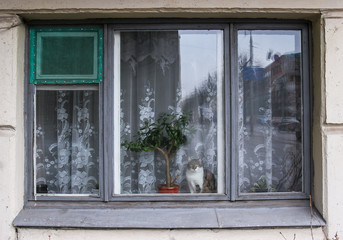 минск. кот в окне, дерево. фото виталия гиля