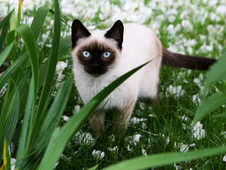 Слоним, трава, сиамский кот.  фото виталия гиля