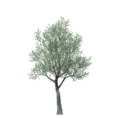 single tree on white background, 3d rendering,clipping path