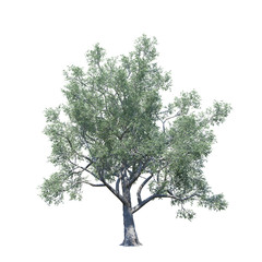 single tree on white background, 3d rendering,clipping path
