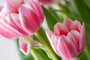 Fototapeta premium Bezauberndes weiß-rosa-rotes Tulpenblüten-Ensemble in der Nahaufnahme als Geschenk für liebe Menschen