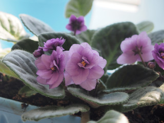 Obraz na płótnie Canvas Blossoming violet buds of violets. Flowering plant.