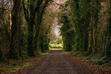 Fototapeta na wymiar Irish Woodlands