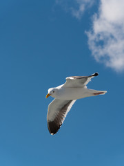 Seagull in the air