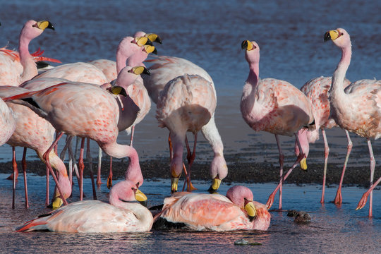 Flock of james's flamingo at Eduardo Avaroa Andean Fauna National Reserve