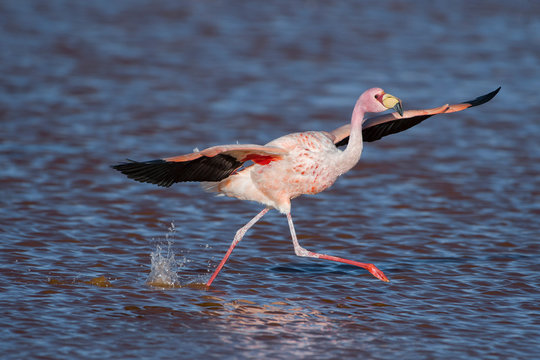 James's flamingo taking off from water