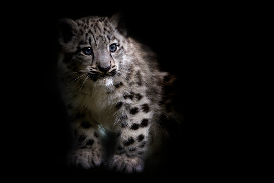Snow leopard cub standing against black background
