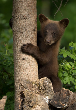 American black bear cub climbing tree