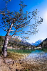 Tree on lake Jasna mountains Razor and Prisojnik in Slovenia