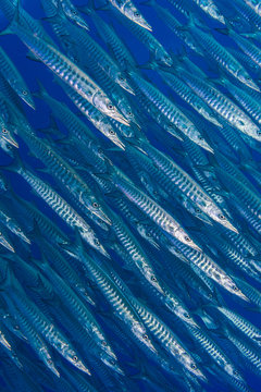 Blackfin barracuda in sea
