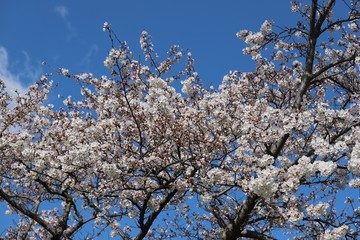 馬見丘陵公園の春