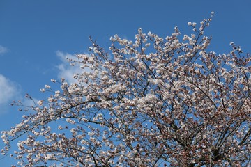馬見丘陵公園の春