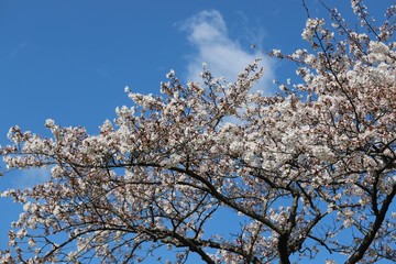 馬見丘陵公園の春