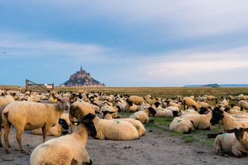 Moutons au Mont Saint michel