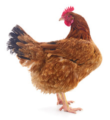 Fototapeta premium Brown hen isolated.