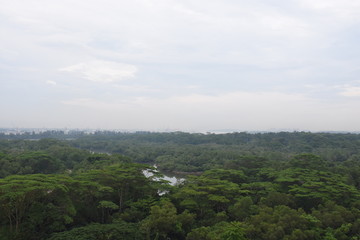 Fototapeta premium Singapore Greens