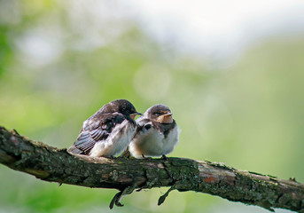 two little plump funny chicks of the village The swallows sit side by side together on a branch and wait for the parents
