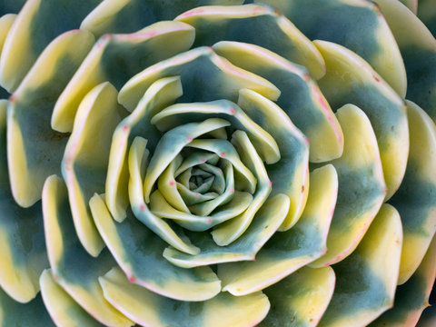Close up of aeonium sunburst