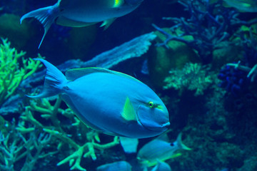 exotic sea fish Oceanarium
