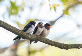  three little plump funny chicks barn swallows sitting together on a branch waiting for the parents of the birds