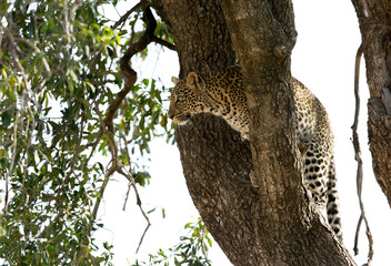 A juvenile leopard on a tree at Masai Mara, Kenya