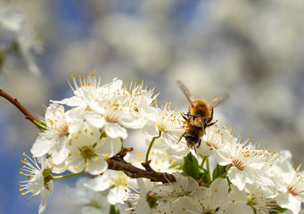 Honey bee in spring on sloe blossoms